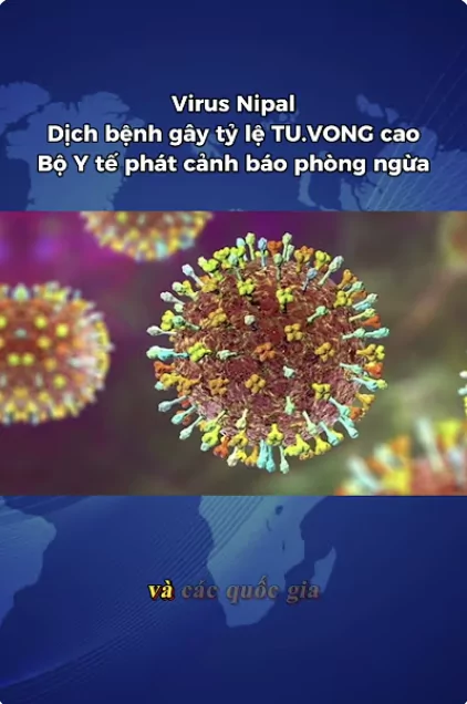 Virus Nipal - Dịch bệnh gây tỷ lệ TU.VONG cao - Bộ Y tế phát cảnh báo phòng ngừa